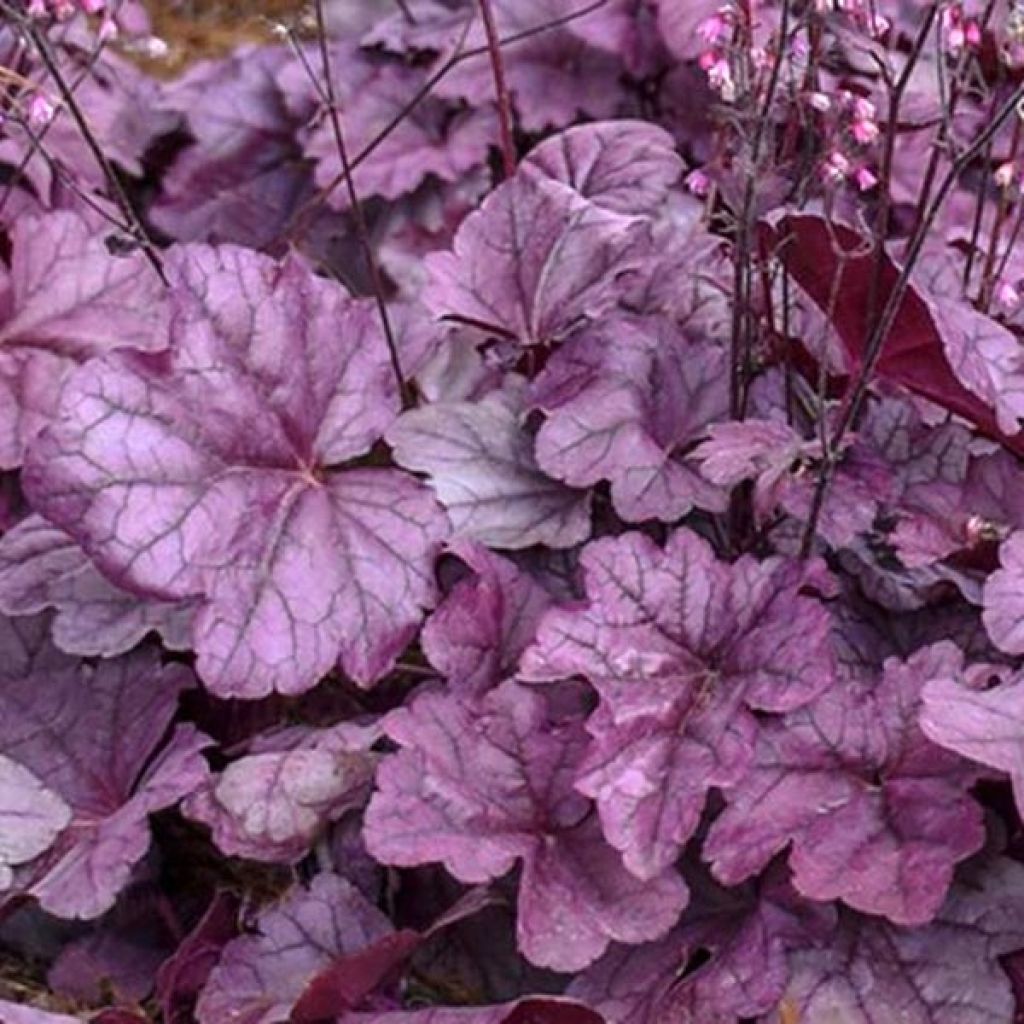 Heuchera Pink Panther - Purpurglöckchen