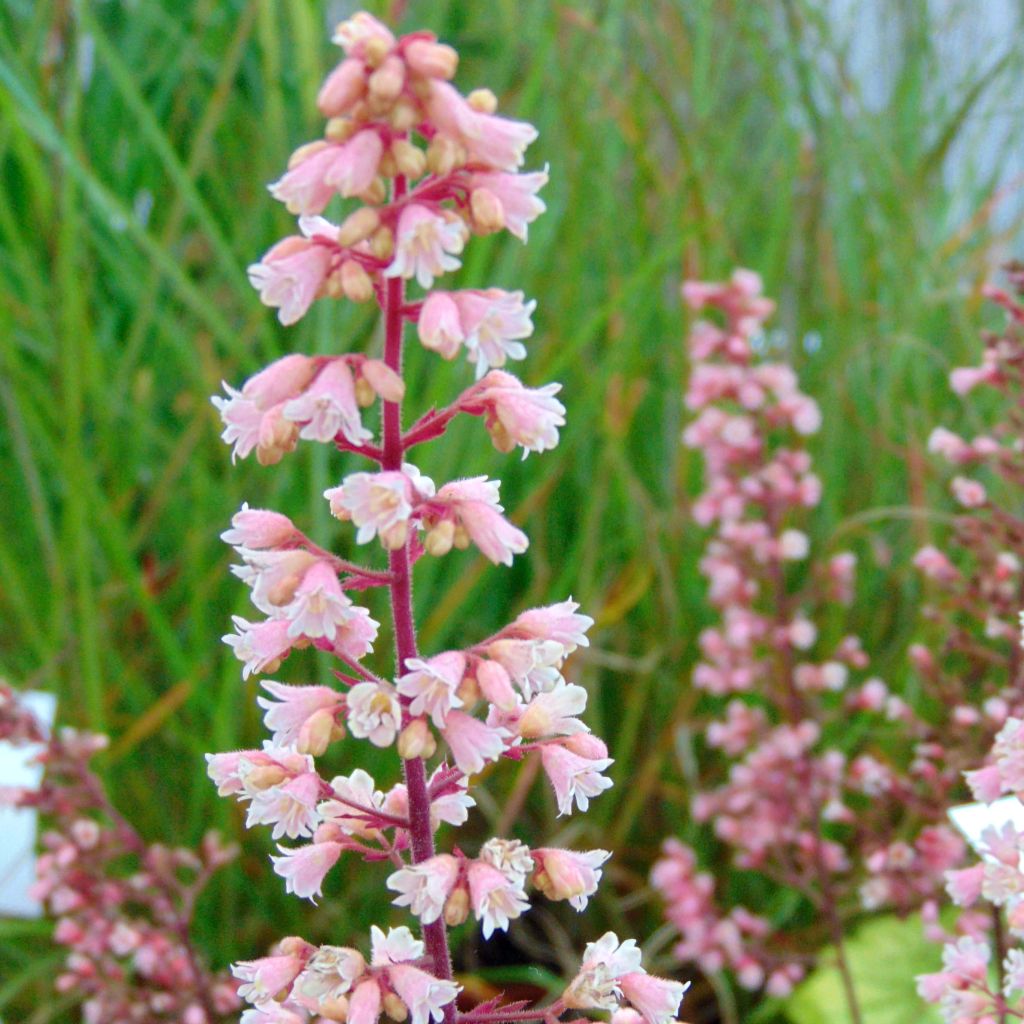 Heuchère - Heuchera Pink Pearls