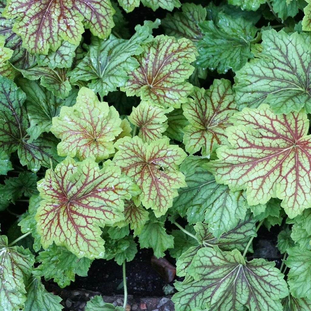 Heuchera Red Lightning - Purpurglöckchen