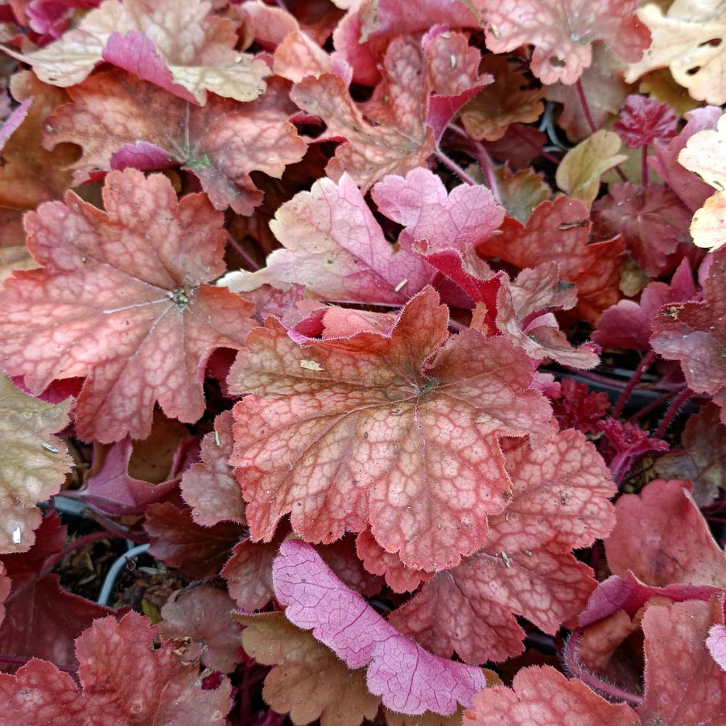 Heuchère - Heuchera Rio®