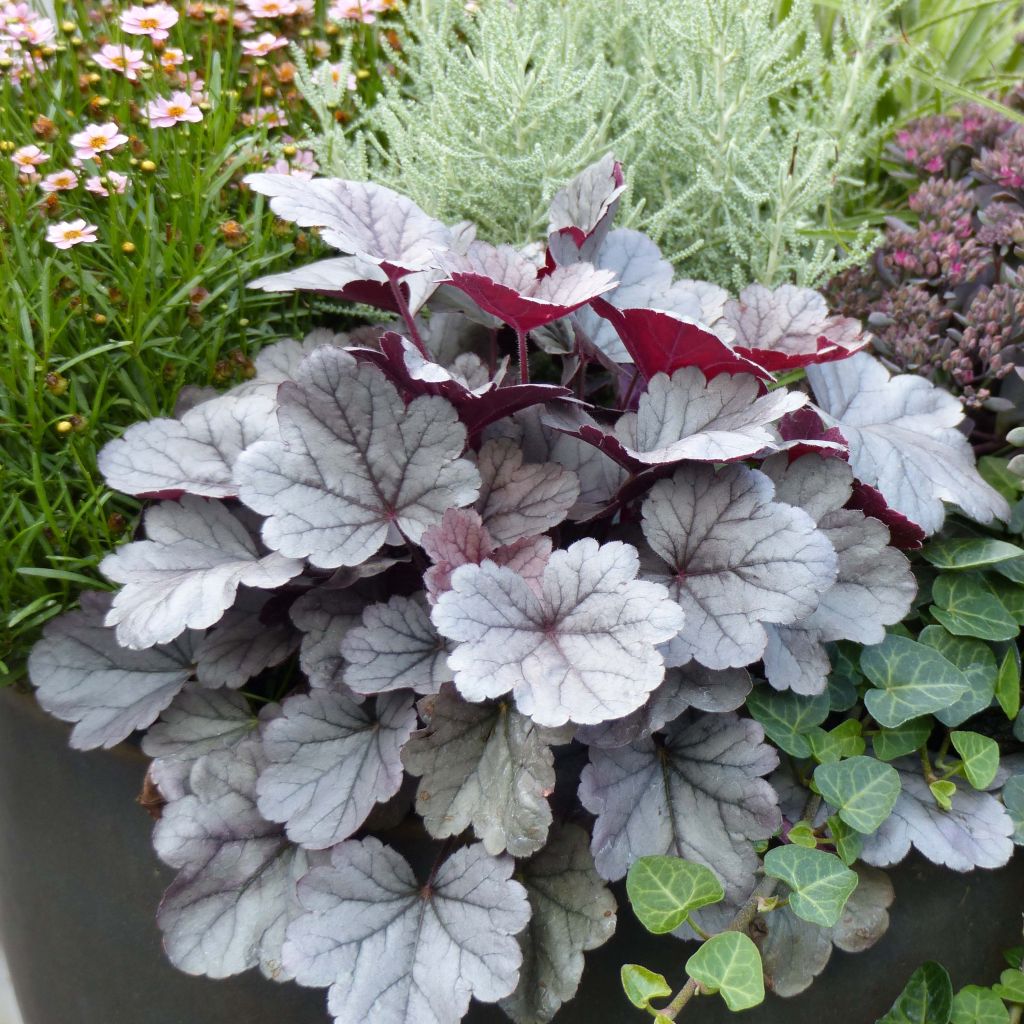 Heuchera Silver Gumdrop - Purpurglöckchen