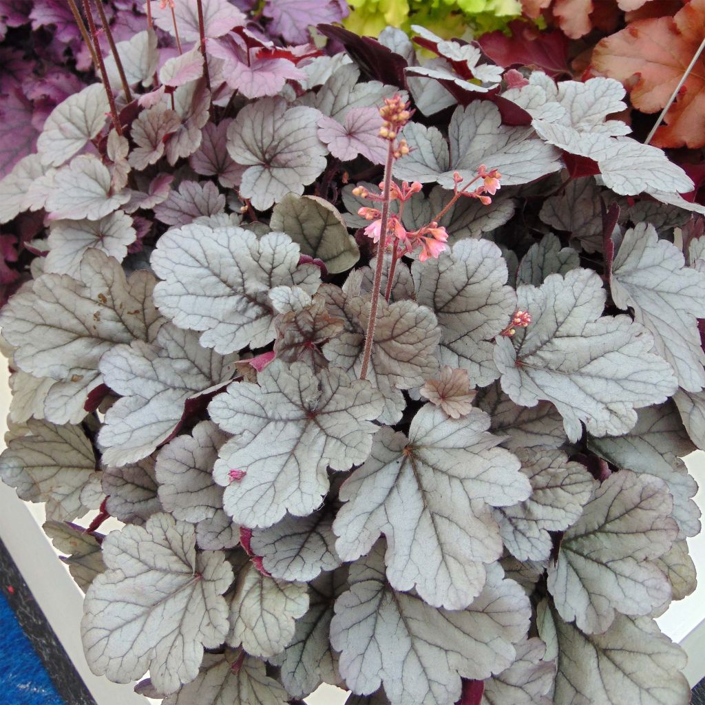 Heuchère - Heuchera Silver Gumdrop