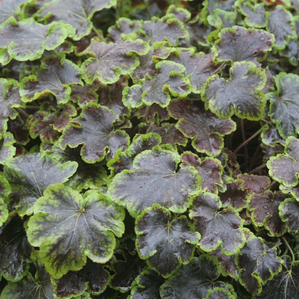 Heucherella Solar Eclipse - Schaumglöckchen