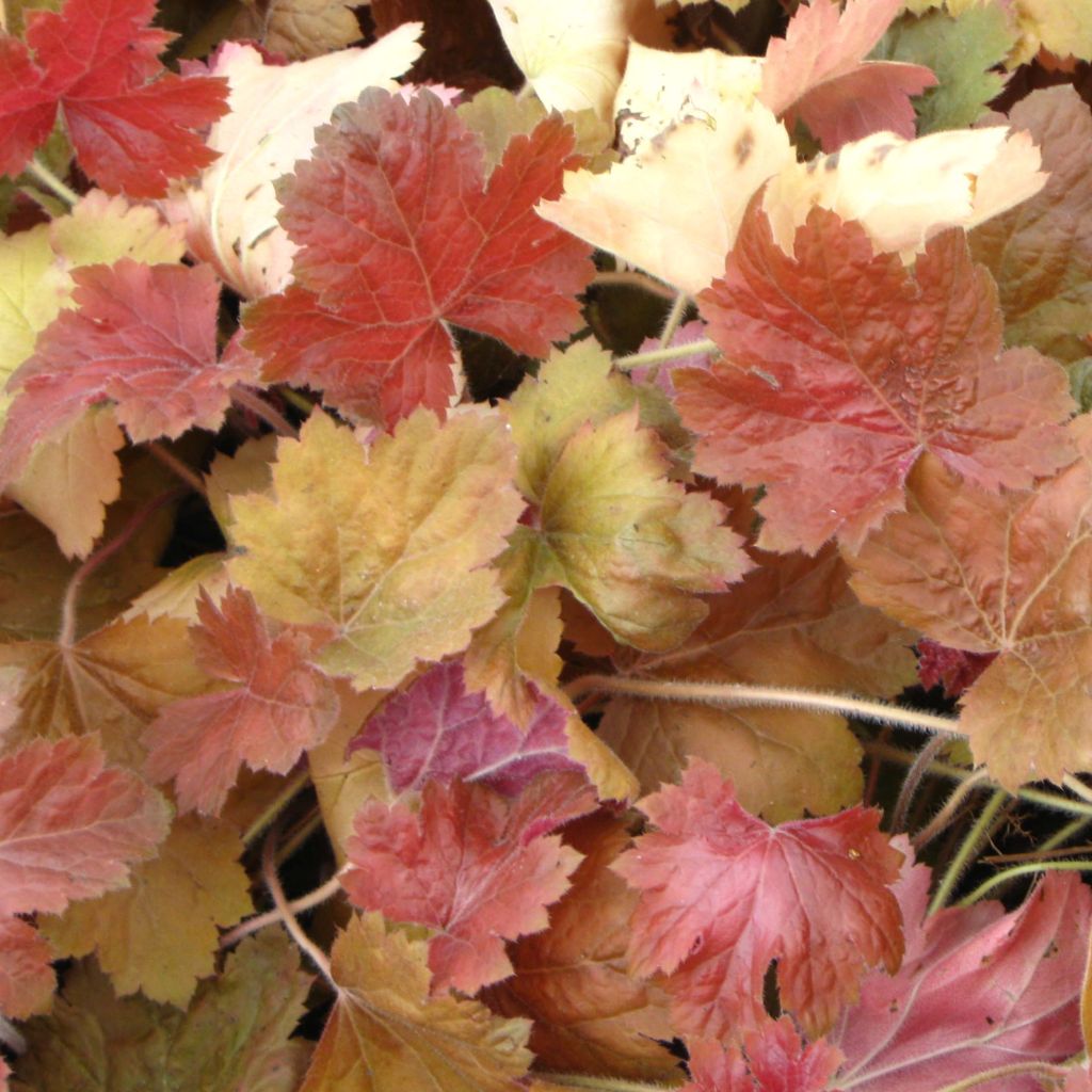 Heuchera Southern Comfort - Heuchère