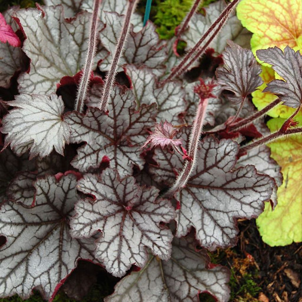 Heuchera Spellbound - Purpurglöckchen