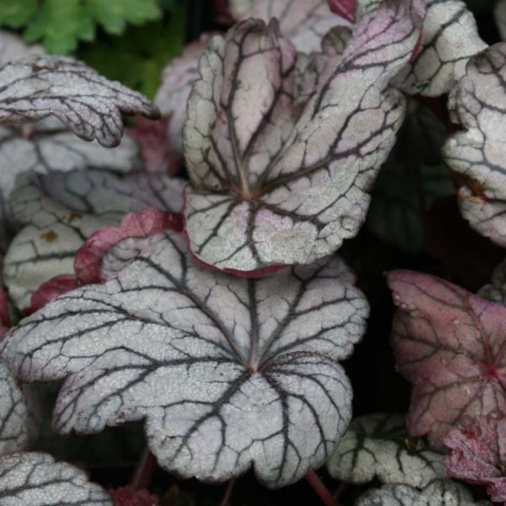 Heuchera Sugar Plum - Purpurglöckchen