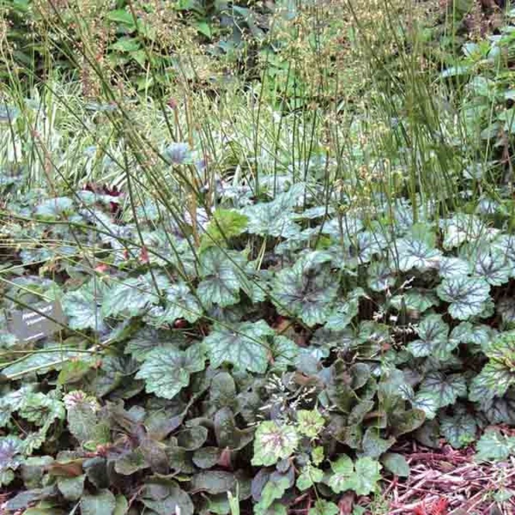 Heuchère - Heuchera americana Dales Strain