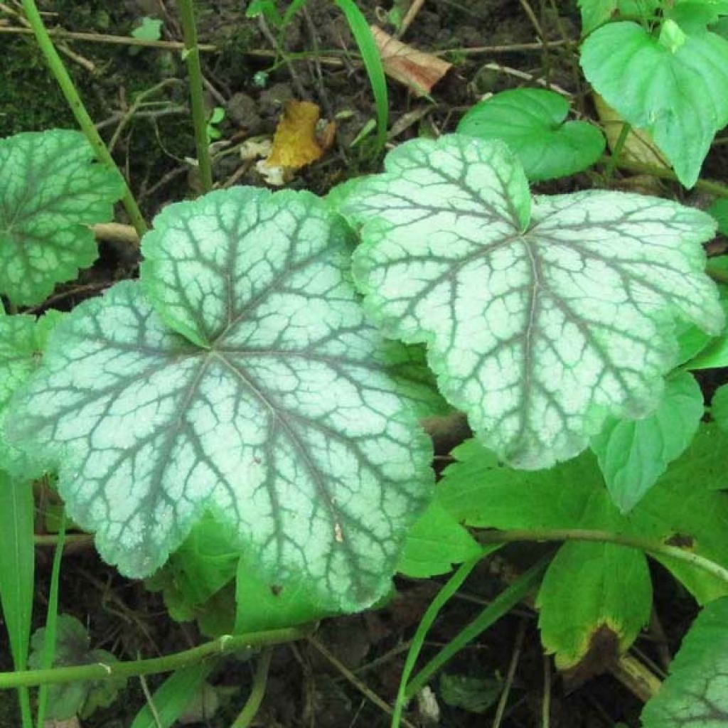 Heuchera americana Dale s Strain - Purpurglöckchen