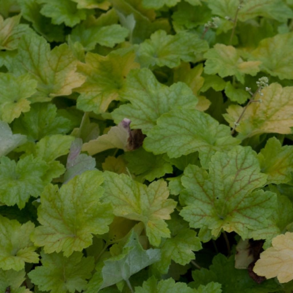 Heuchera Electric Lime - Purpurglöckchen