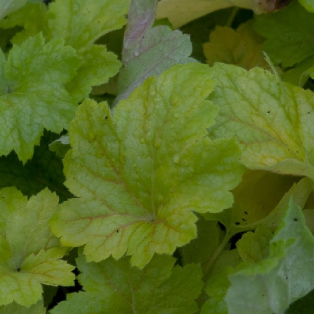 Heuchère - Heuchera Electric Lime