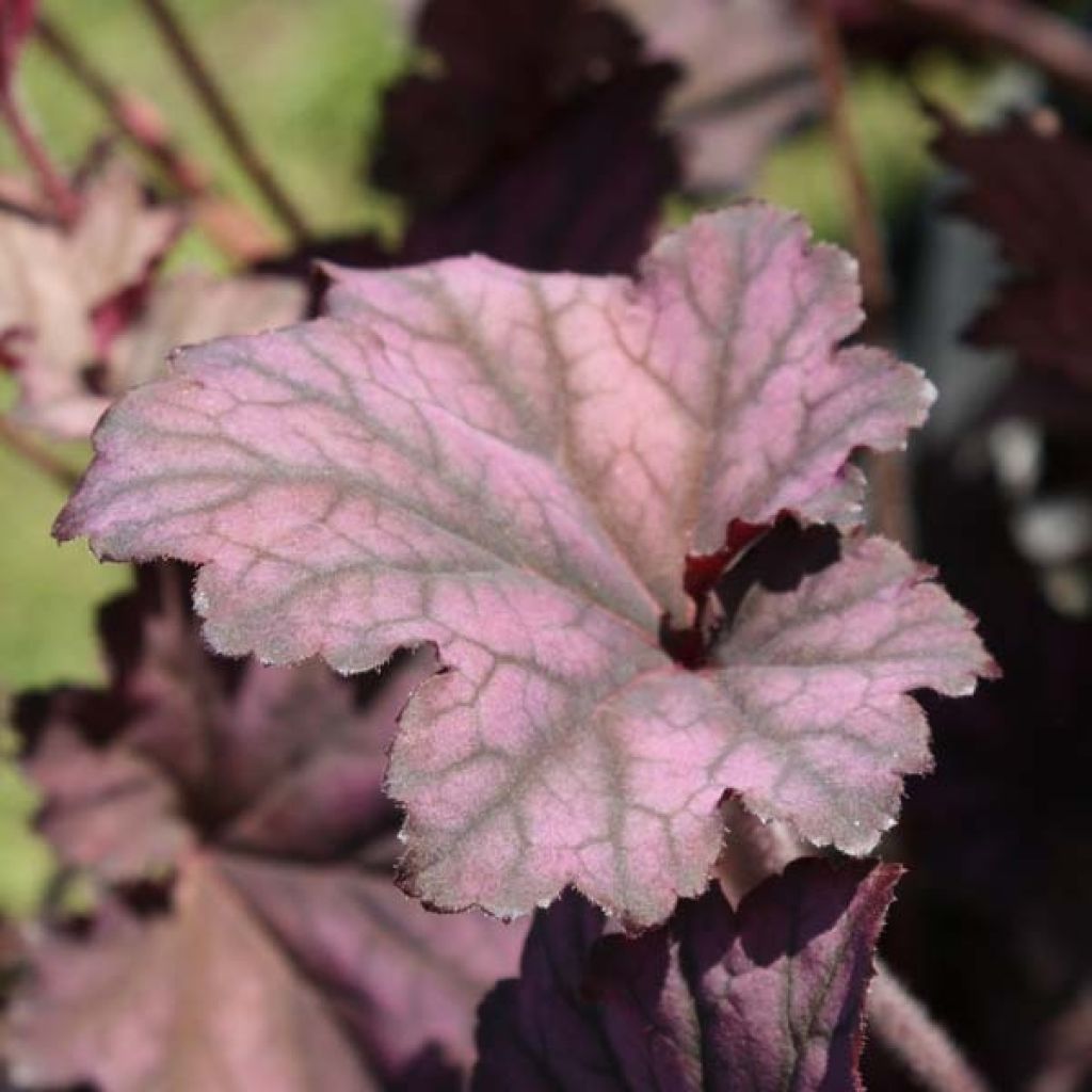 Heuchera Plum Pudding - Purpurglöckchen