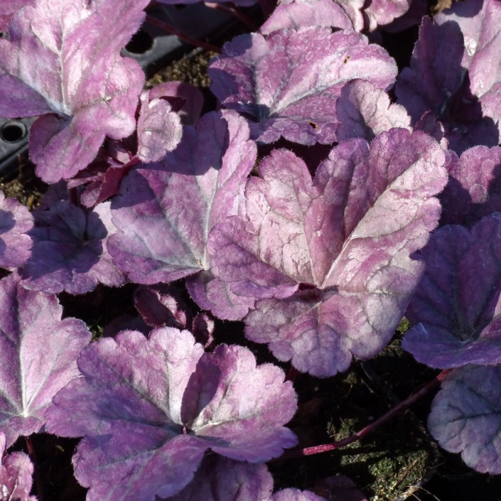 Heuchère - Heuchera Wildberry