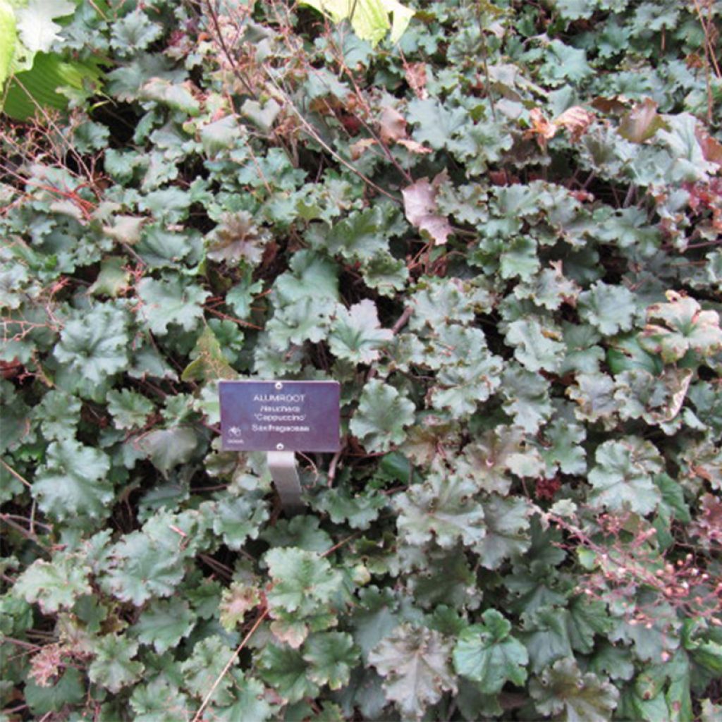 Heuchera micrantha Cappuccino - Purpurglöckchen