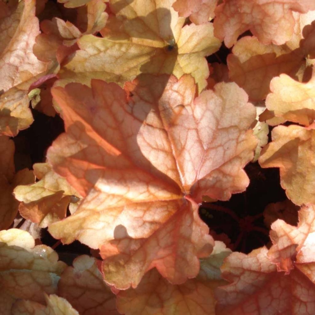 Heuchère - Heuchera Paprika