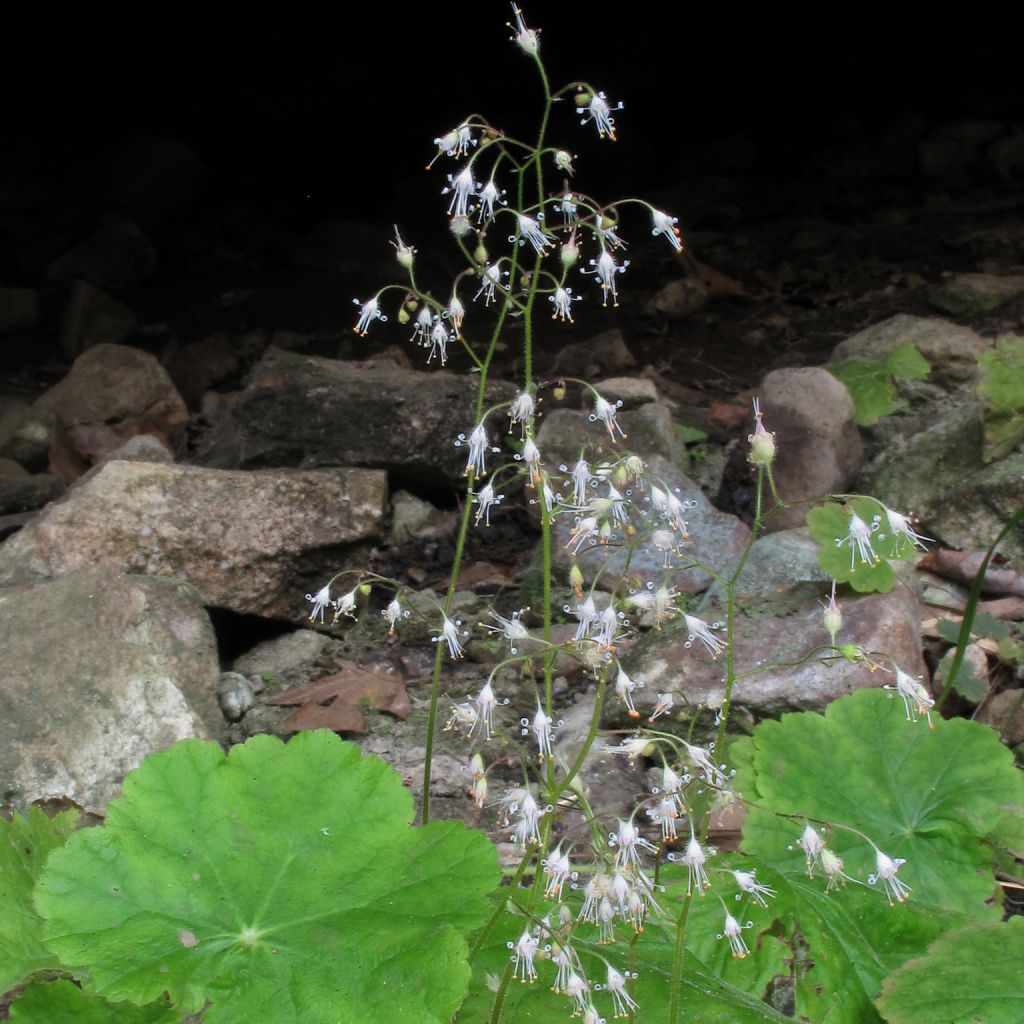 Heuchera parvifolia var. nivalis - Purpurglöckchen