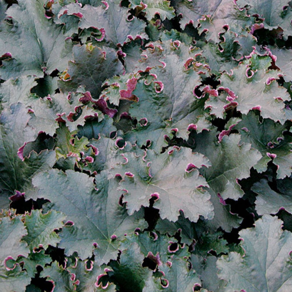 Heuchera Purple Petticoats - Purpurglöckchen