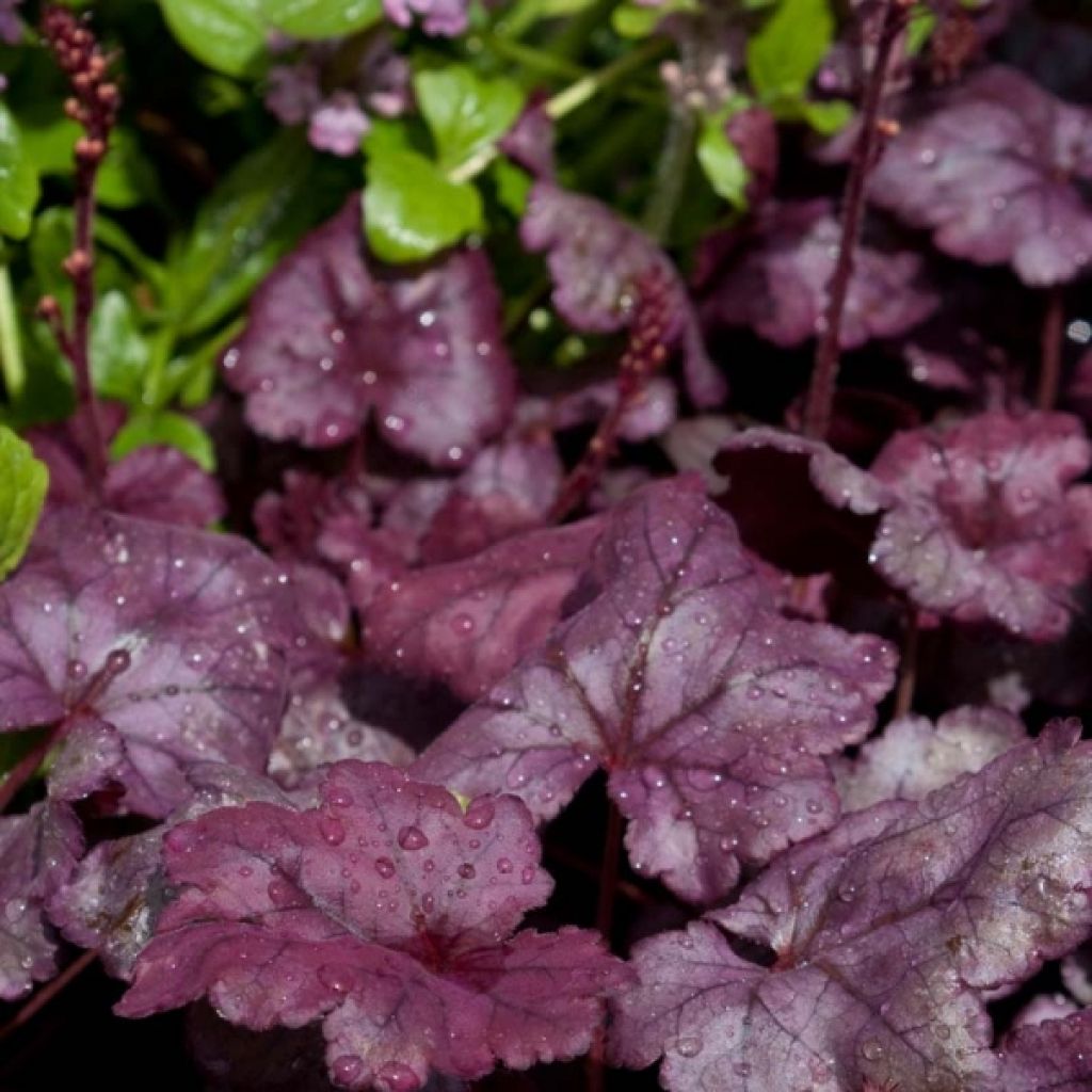 Heuchera Plum Royale - Purpurglöckchen