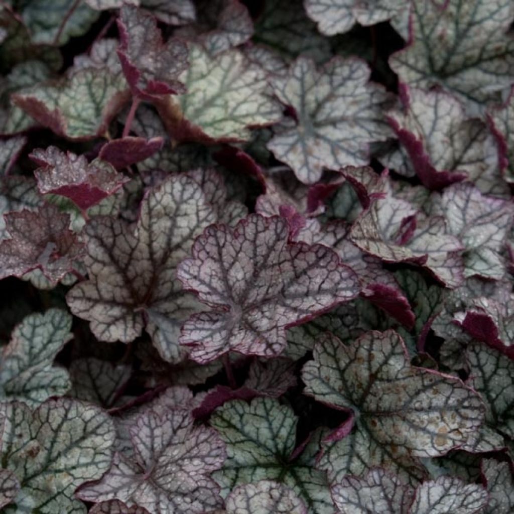 Heuchera Prince of Silver - Purpurglöckchen