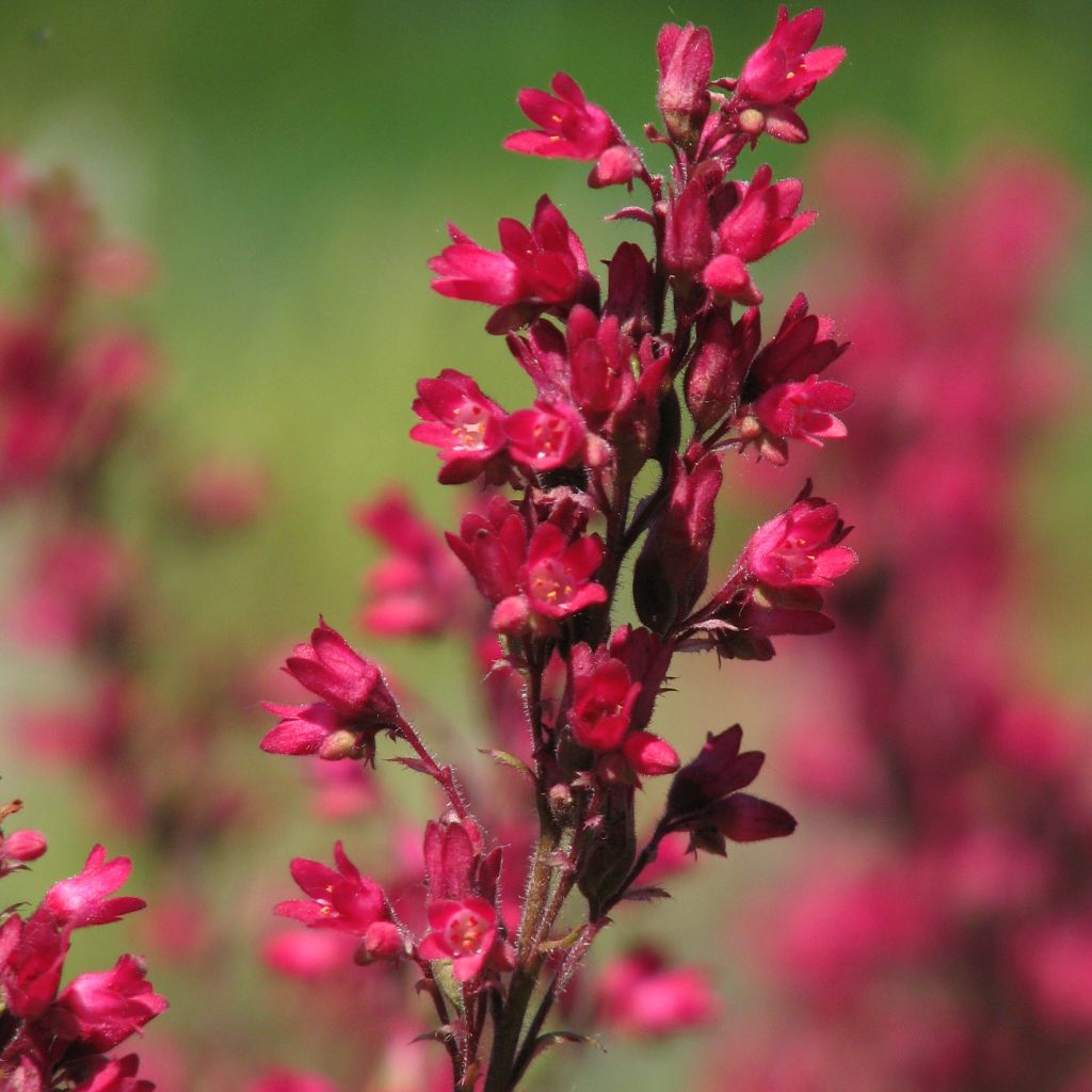 Heuchera sanguinea Leuchtkäfer - Purpurglöckchen