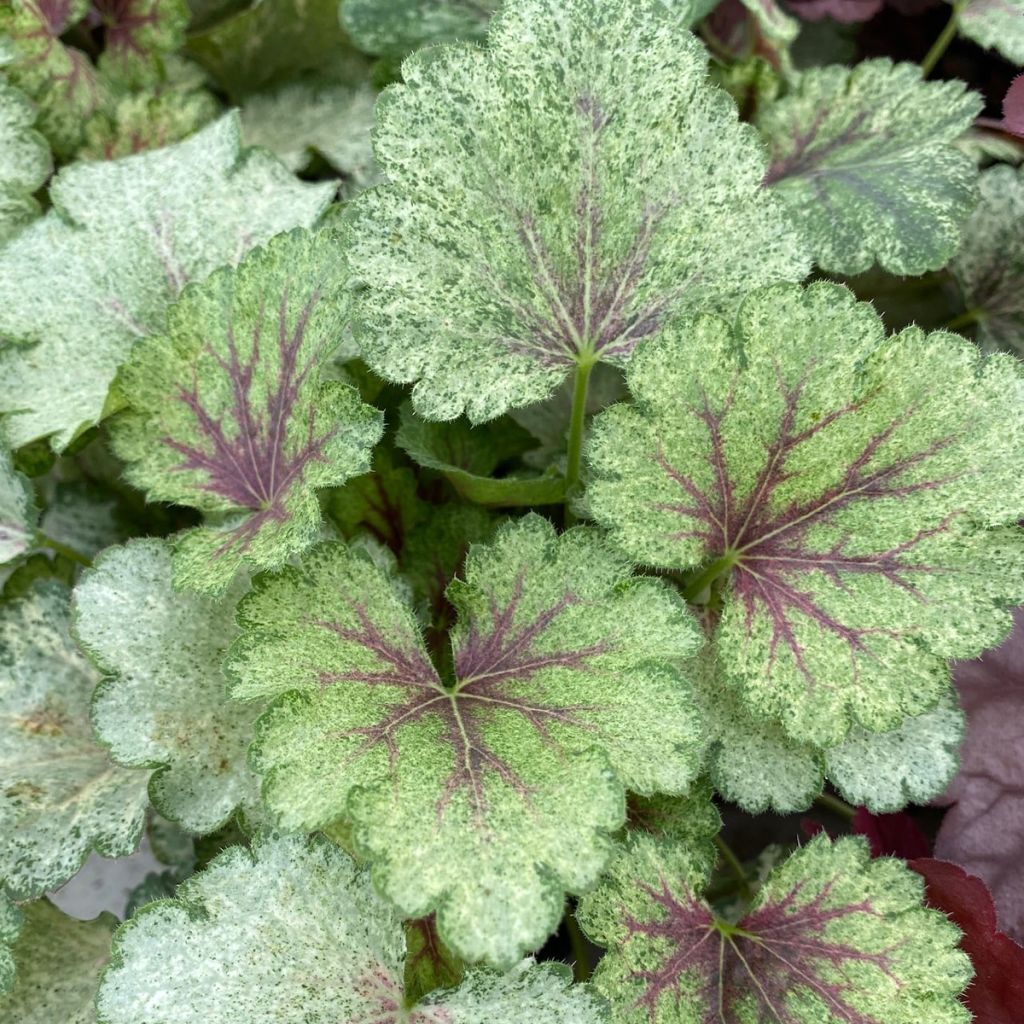 Heuchera Snowy Panky - Purpurglöckchen