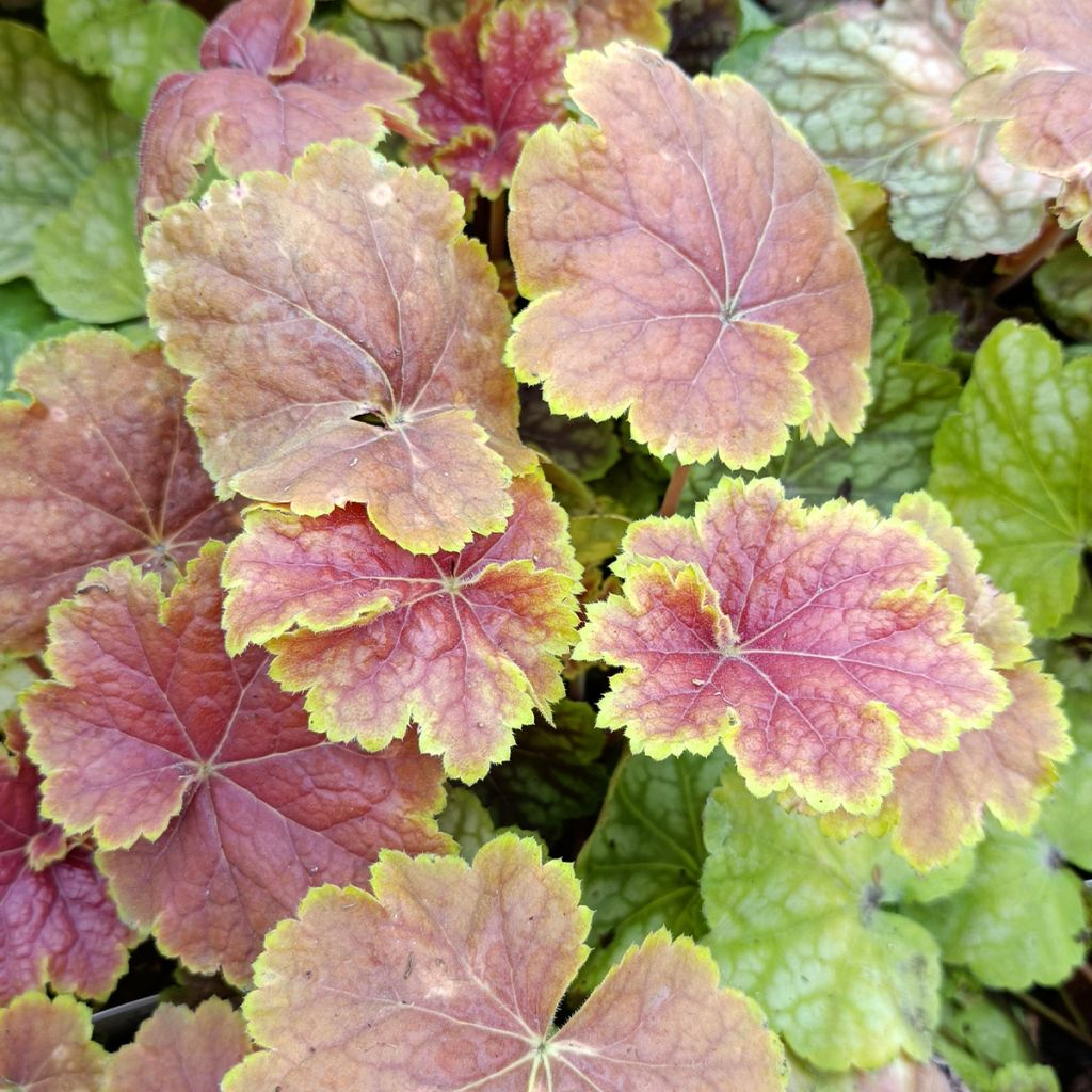 Heuchera Tiramisu - Purpurglöckchen