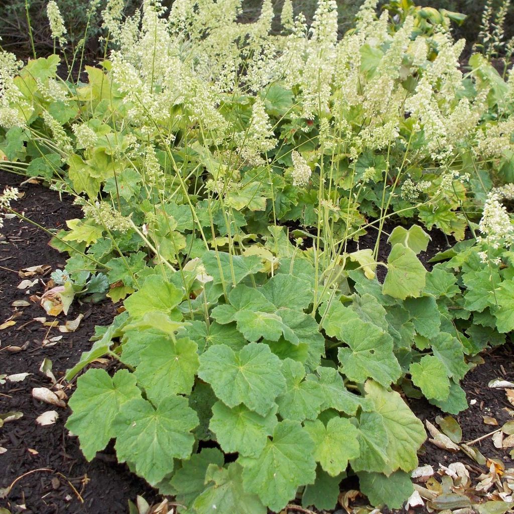 Heuchera villosa var macrorrhiza - Purpurglöckchen