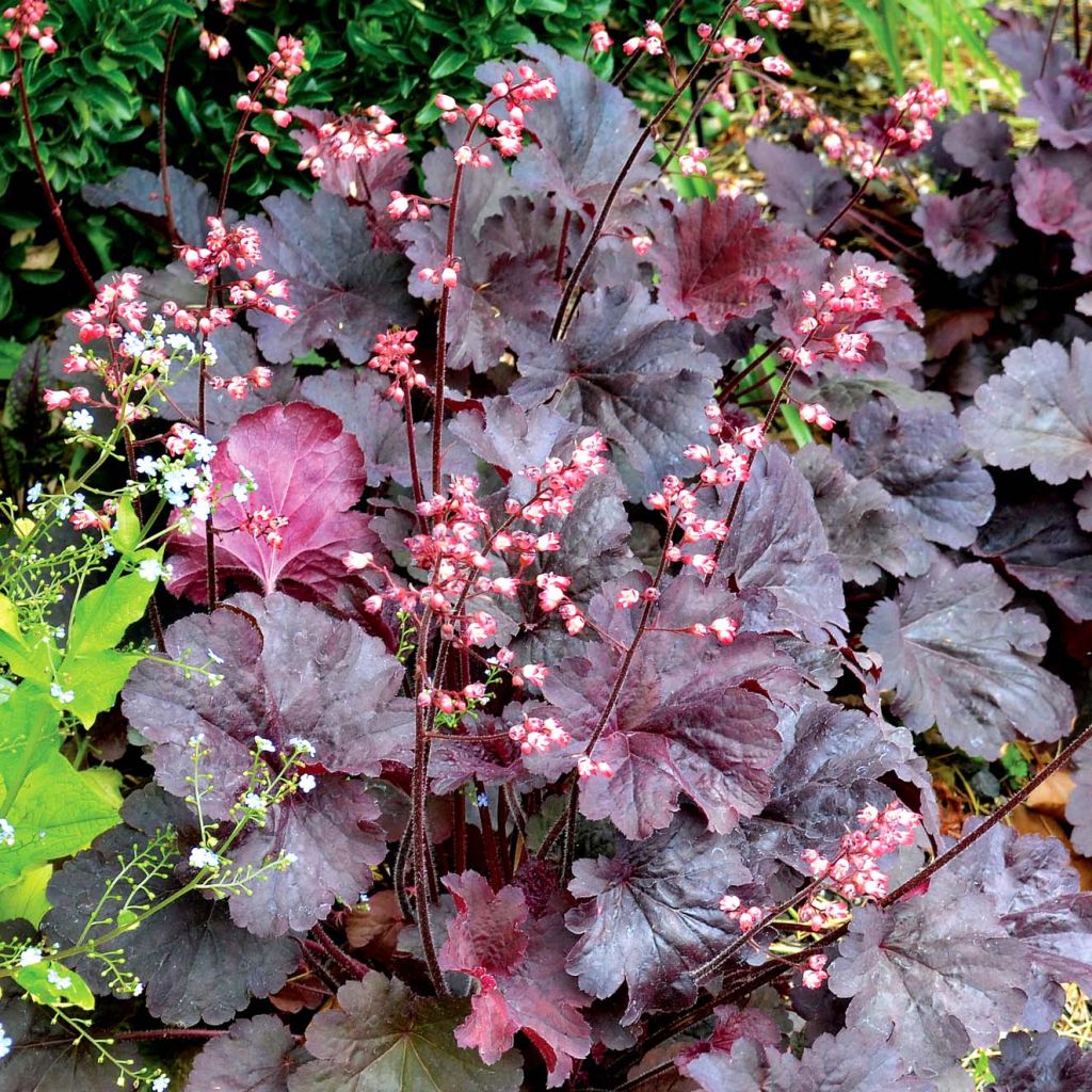 Heuchera Bella Notte - Purpurglöckchen