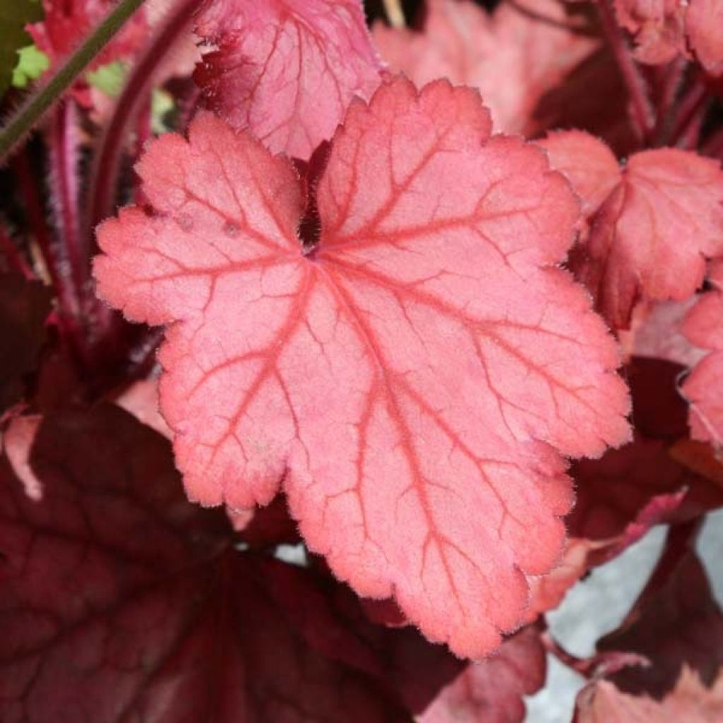 Heuchera Georgia Peach - Purpurglöckchen