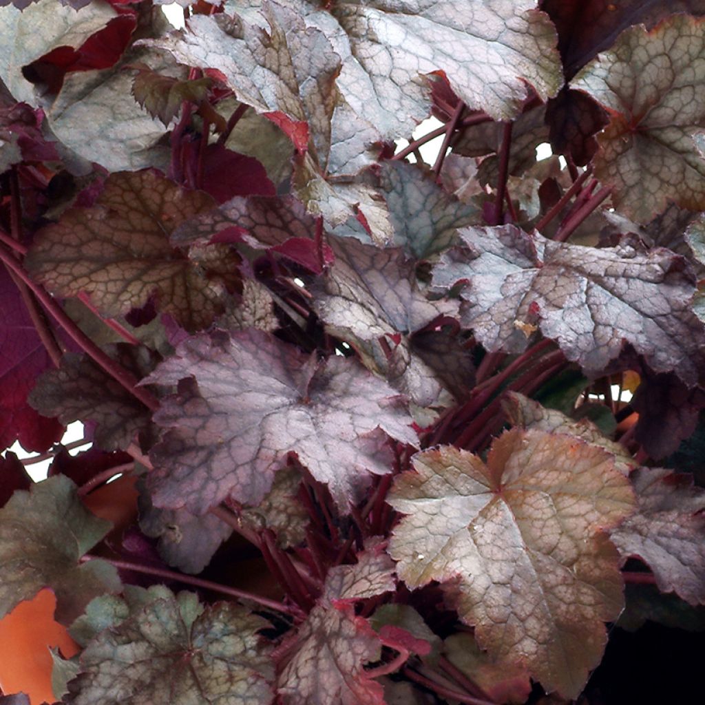 Heuchera Amethyst Myst - Purpurglöckchen