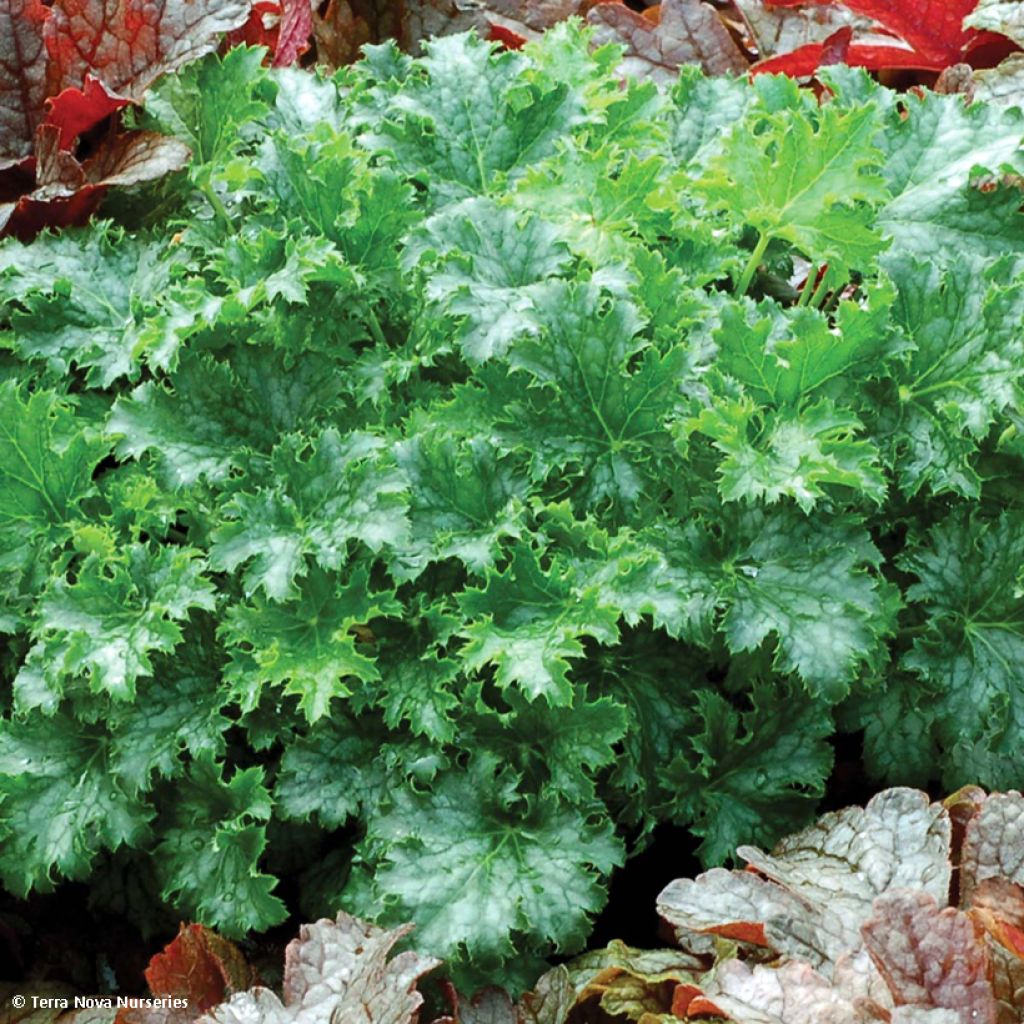 Heuchera Apple Crisp - Purpurglöckchen