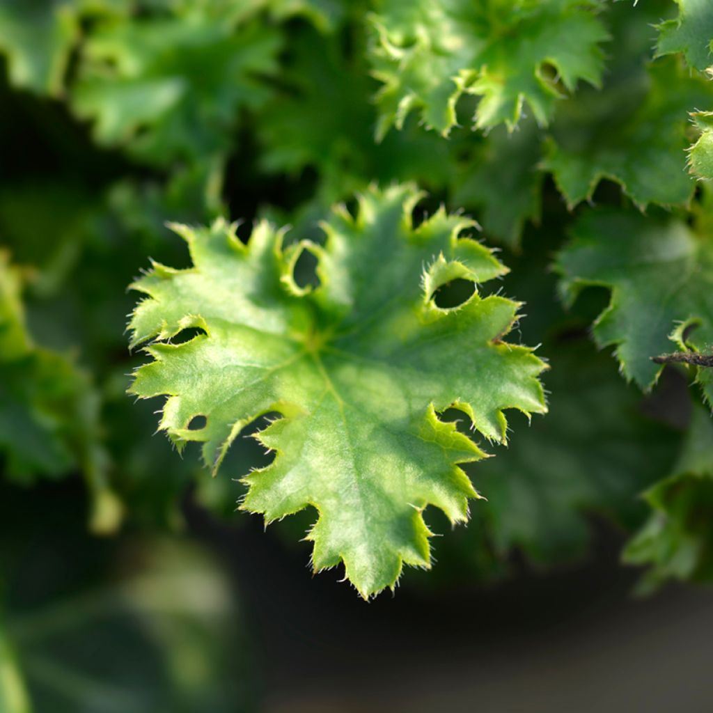 Heuchère - Heuchera Apple Crisp