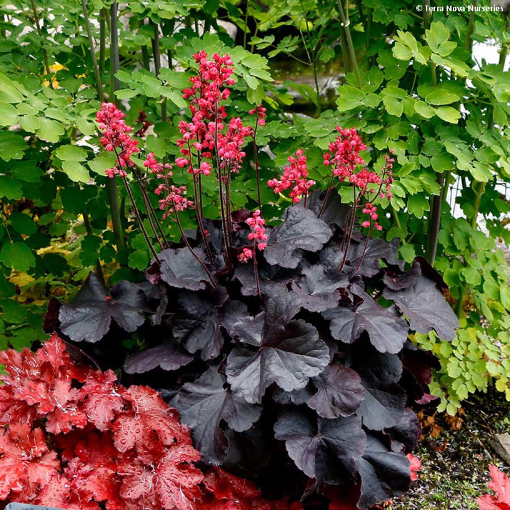 Heuchère - Heuchera Black Forest Cake