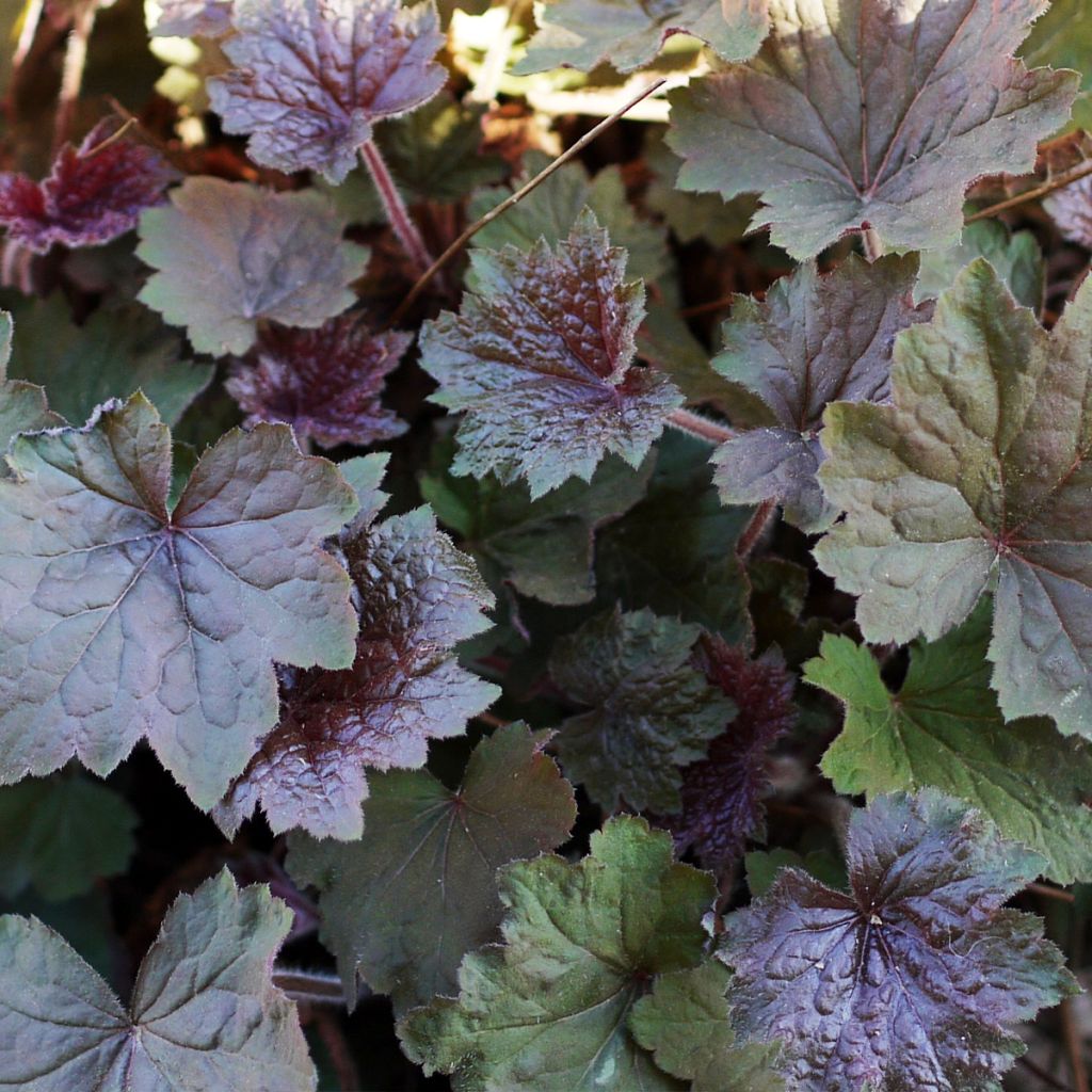 Heuchera Brownies - Purpurglöckchen