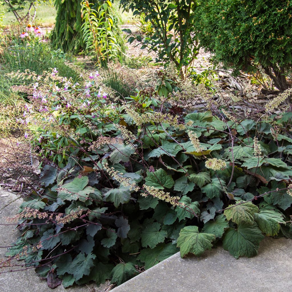 Heuchère - Heuchera Brownies