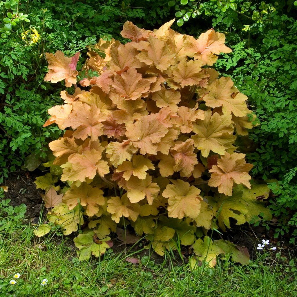 Heuchera Caramel - Purpurglöckchen