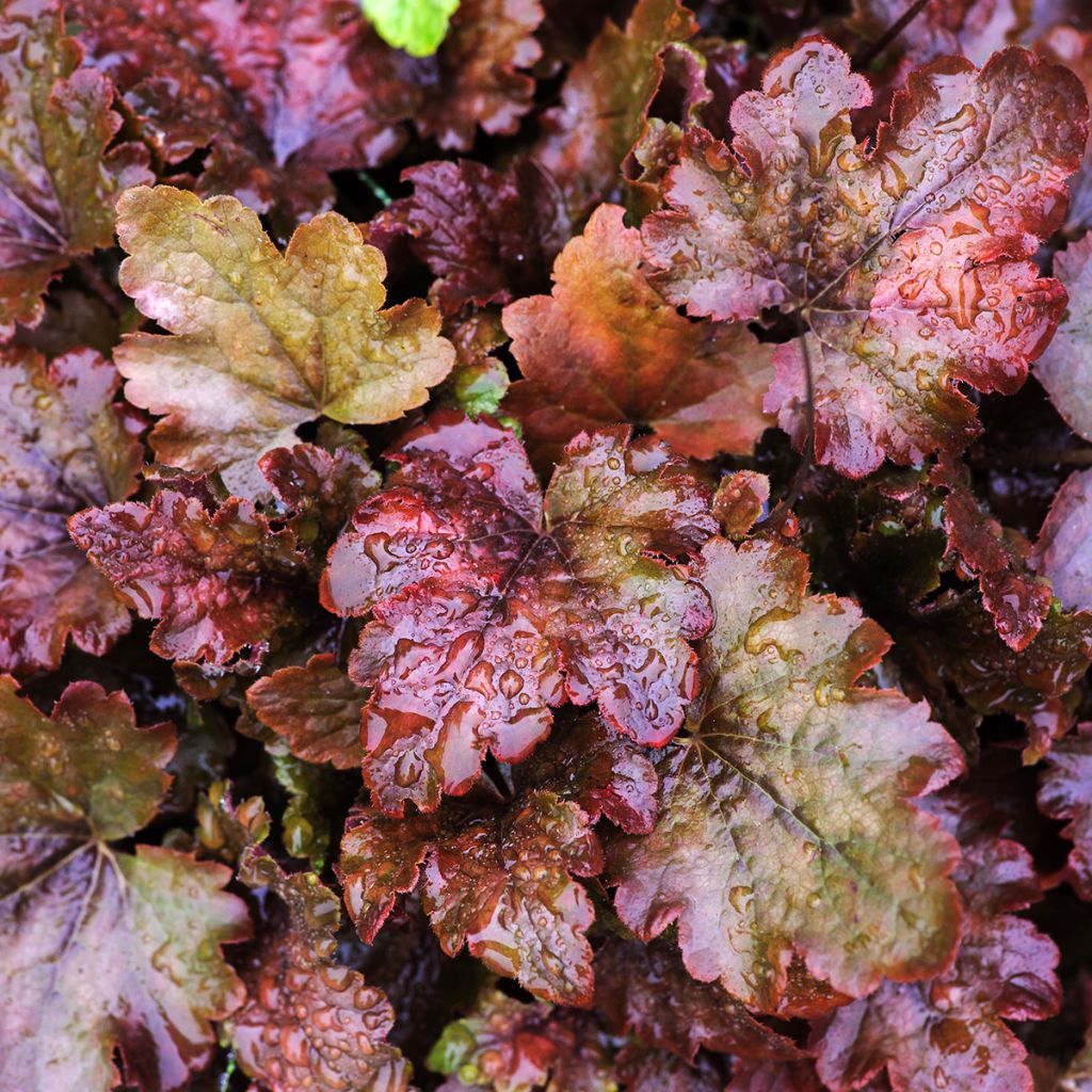 Heuchera Chocolate Ruffle - Purpurglöckchen