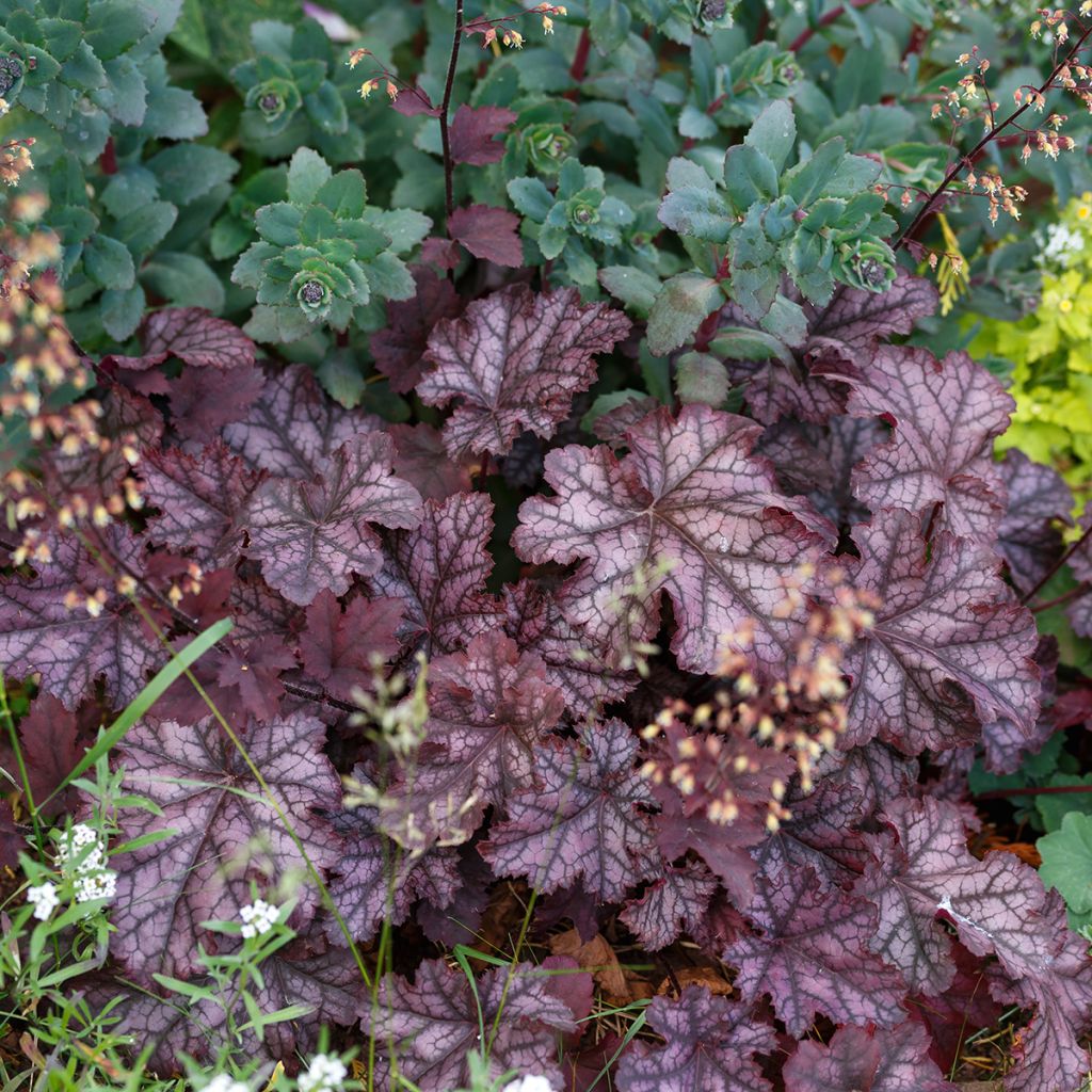 Heuchera Chocolate Ruffle - Purpurglöckchen