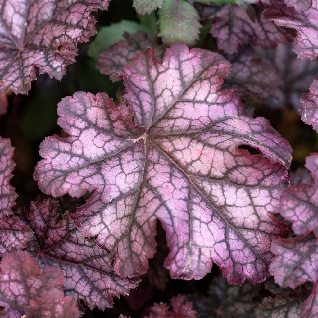 Heuchera Chocolate Ruffle - Purpurglöckchen