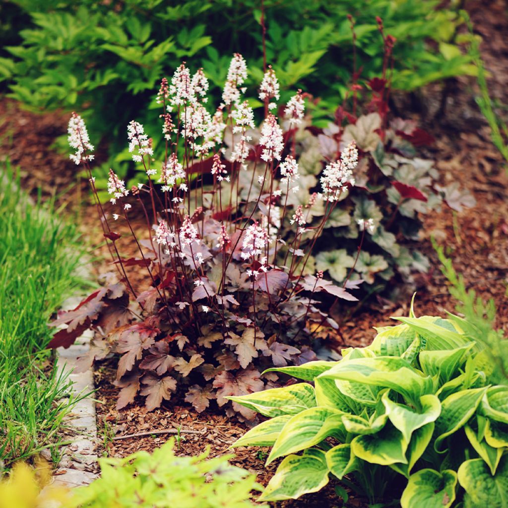 Heuchera Chocolate Ruffle - Purpurglöckchen