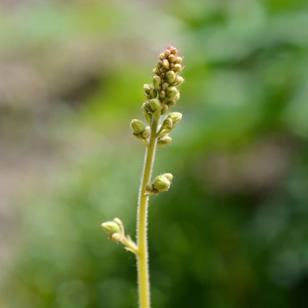 Heuchera Electric Lime - Purpurglöckchen