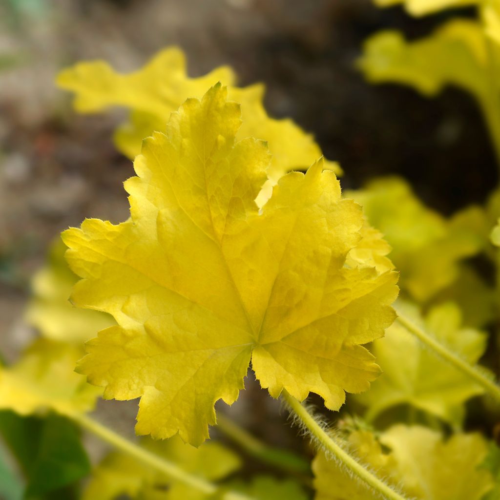 Heuchera Electric Lime - Purpurglöckchen