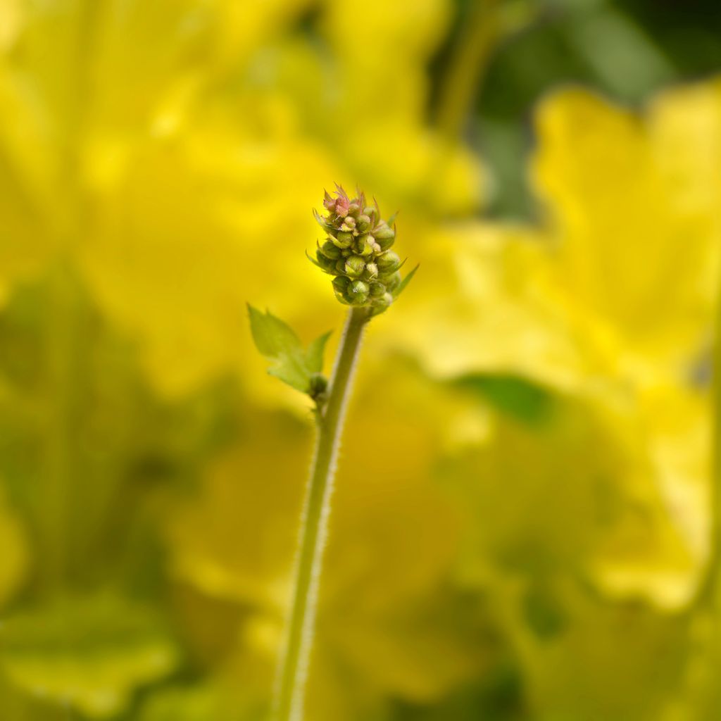 Heuchera Electric Lime - Purpurglöckchen