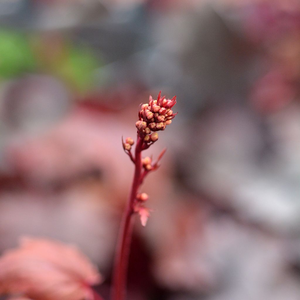 Heuchera Fire Chief - Purpurglöckchen