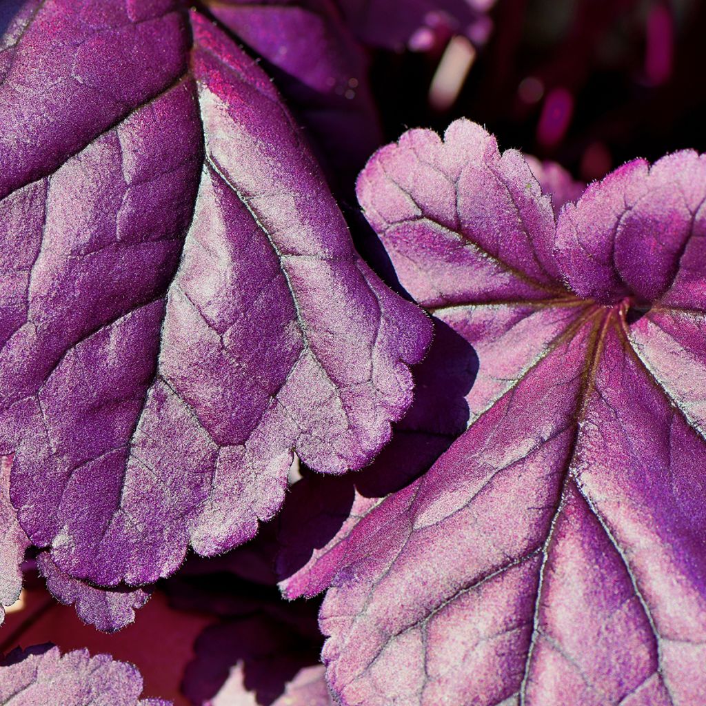 Heuchera Forever Purple - Purpurglöckchen