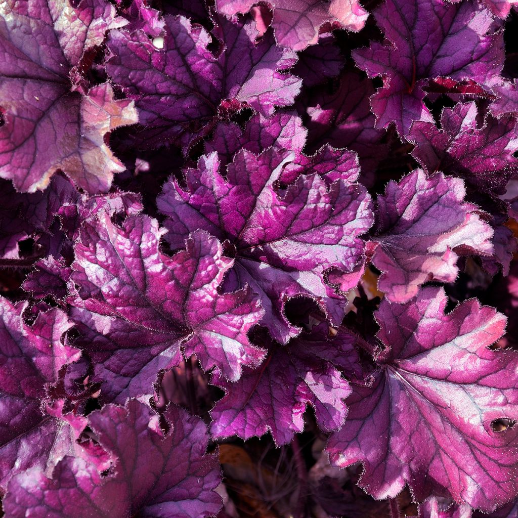 Heuchera Forever Purple - Purpurglöckchen