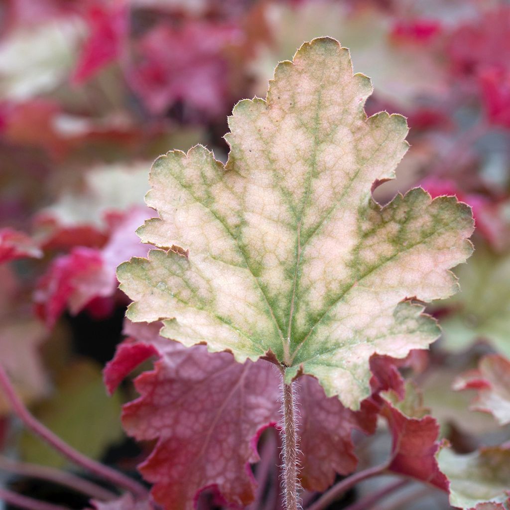 Heuchera Ginger Peach - Purpurglöckchen