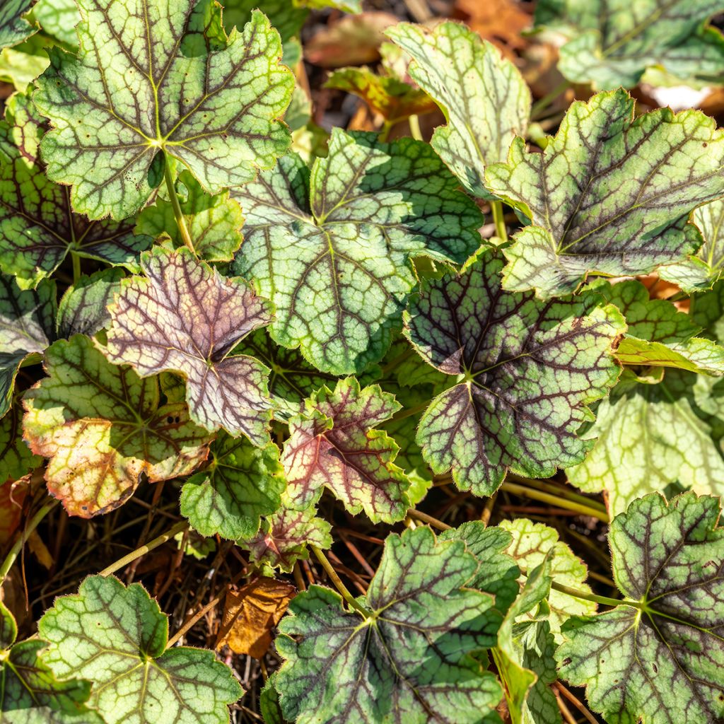 Heuchera Green Spice - Purpurglöckchen