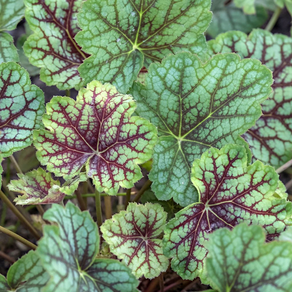 Heuchera Green Spice - Purpurglöckchen