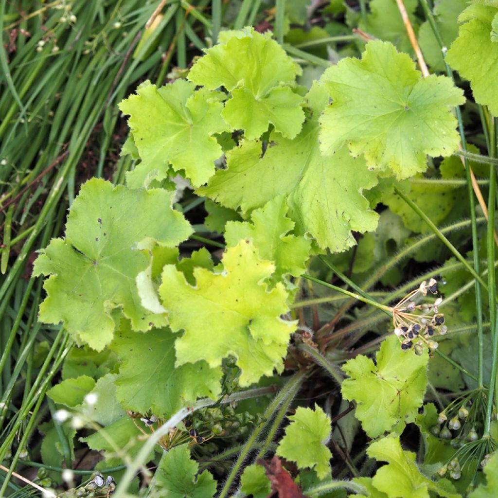 Heuchera Guacamole - Purpurglöckchen