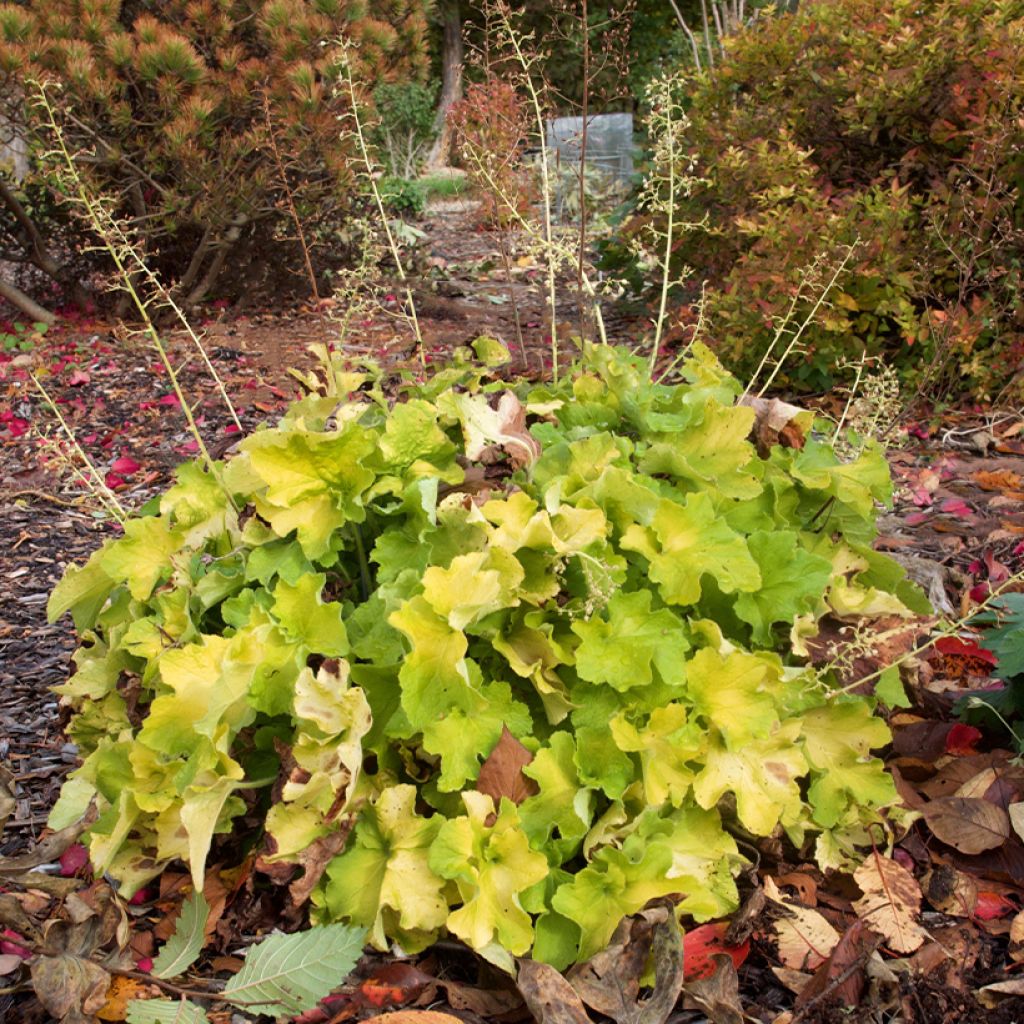 Heuchère - Heuchera Guacamole